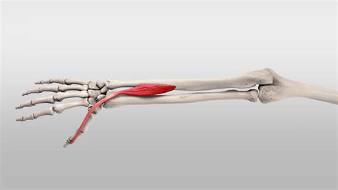 Musculus extensor pollicis longus - DocCheck