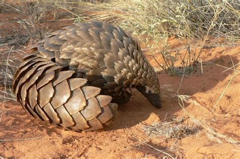 Giant Pangolin Facts, Size, Habitat, Lifespan, Diet, Pictures