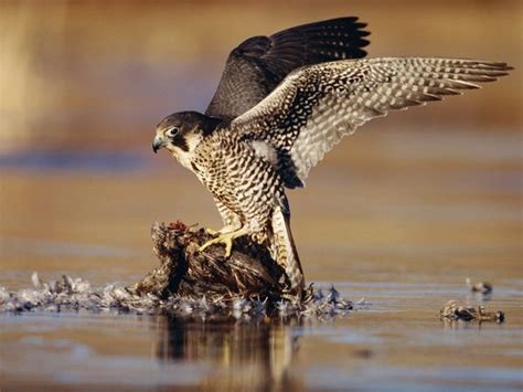 peregrine falcon hunting | My HD Animals