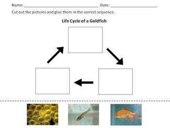 Goldfish Life Cycle