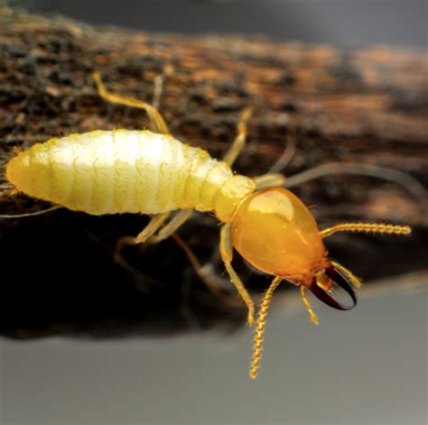 Signs of a Termite Infestation - GIS user technology news