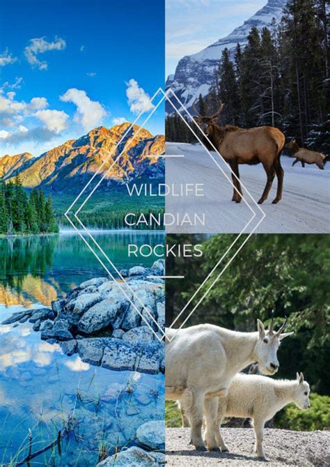 The Canadian Rockies is known for its vast amount of wildlife. Common ...