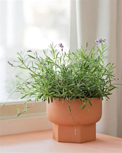 Growing Lavender Indoors: The Do's and Don'ts To Know | Apartment Therapy