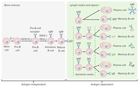 B cells: Types and Functions | Concise Medical Knowledge