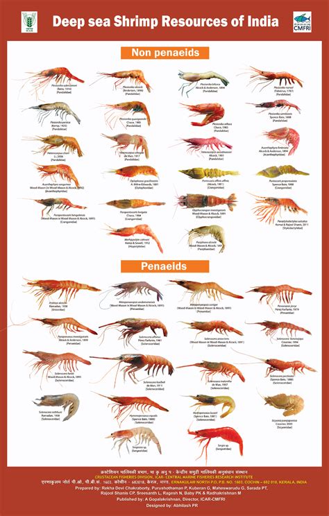 Deep Sea Shrimp Resources of India Poster - Marine Bilogy - StuDocu