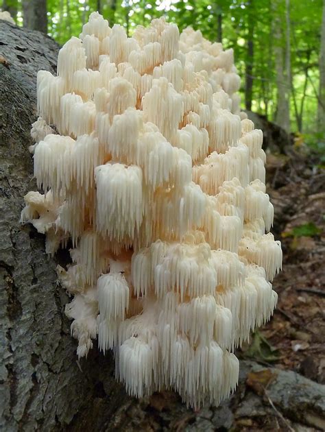 ¿Un hongo que parece un coral y una estalactita? Hericium coralloides ...