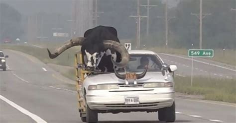 Remarkable Video Shows Massive Bull Called ‘Howdy Doody’ Riding Shotgun ...