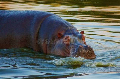 Hippo Mating Stock Photos - Free & Royalty-Free Stock Photos from ...