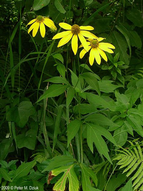 Rudbeckia laciniata (Cut-leaf Coneflower): Minnesota Wildflowers