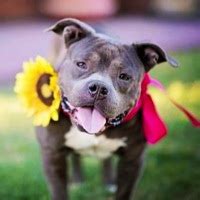 Staffordshire Bull Terrier Rescue ― ADOPTIONS