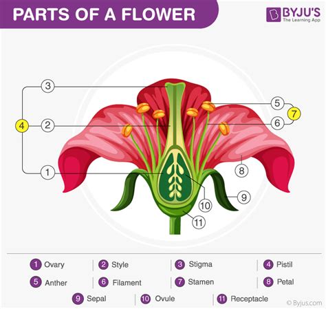 Diagram The Parts Of A Flower And Label Their Functions - Home Alqu