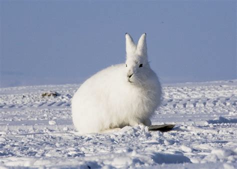 Arctic Hare - Pictures, Diet, Breeding, Life Cycle, Facts, Habitat ...