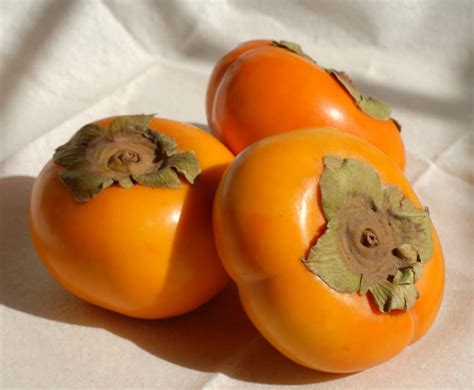 Persimmon - the kaki tree, growing, pruning, harvest and tips on eating