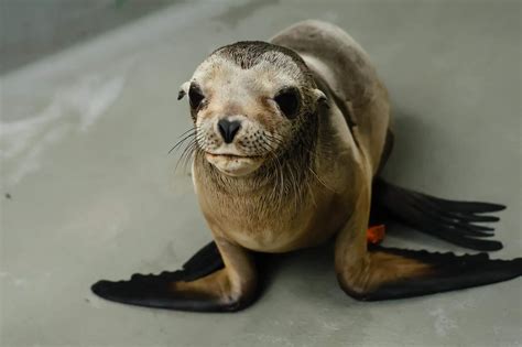 Rescued sea lion pup on the mend in Sausalito