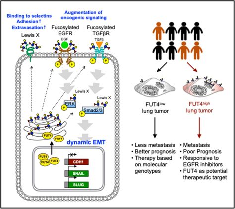 Fucosyltransferase 4 shapes oncogenic glycoproteome to drive metastasis ...