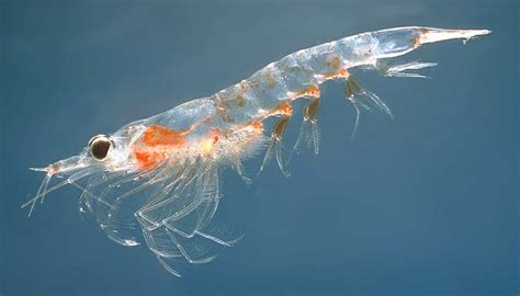 What Do Krill Eat? (Diet & Facts)