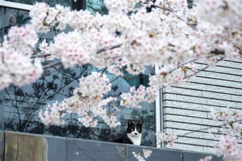 Premium Photo | Cherry blossoms in hiroshima