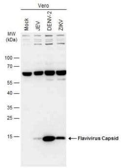 Flavivirus Capsid Protein Antibody, Novus Biologicals 100 μg ...