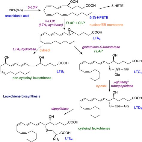 Leukotriene biosynthesis | Download Scientific Diagram