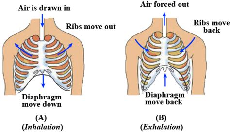 Observe the figure given as figure (A) and (B) and answer the following ...