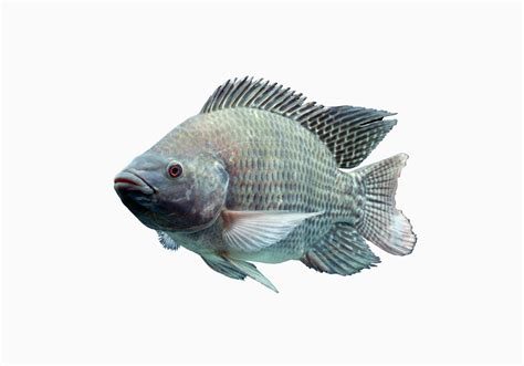 Mozambique Tilapia - Tilapia Fish Hatchery - Tilapia Guys | Tilapia ...