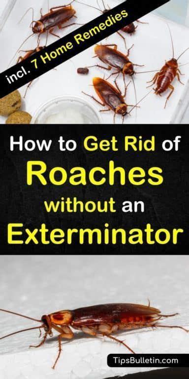 Try these 8 home remedies for how to get rid of roaches without an ...