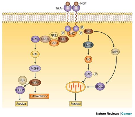 Signal-transduction pathway of the TrkA tyrosine kinase... | Download ...