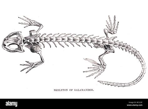 skeleton of salamander Stock Photo: 24631811 - Alamy