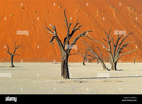 Camel thorn trees Acacia erioloba, also camel thorn or camel thorn ...