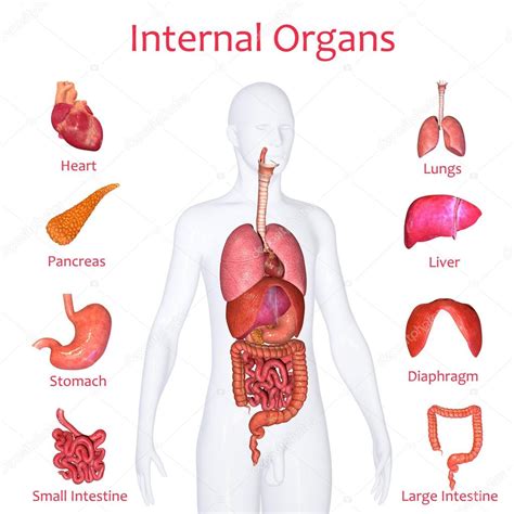 Cuerpo Humano Con órganos Internos Infografía De Salud Del Cuerpo ...