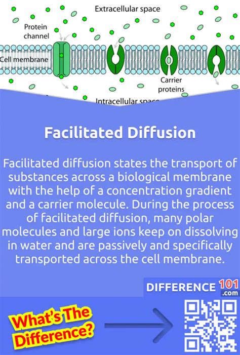 Simple Diffusion vs. Facilitated Diffusion: 6 Key Differences, Examples ...