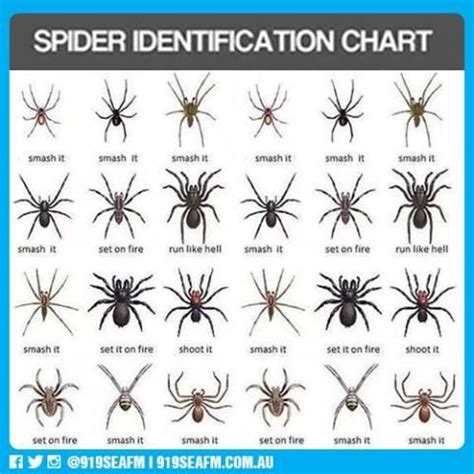 Spiders In Missouri Identification Chart