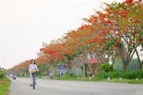 Mẫu Áo Hoa Phượng: Sắc Đỏ Tươi Tắn Trên Thời Trang - Kcity.vn