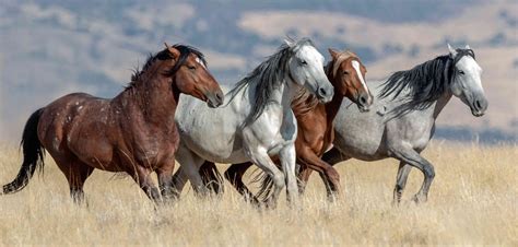 Mustang Horse Breed Profile