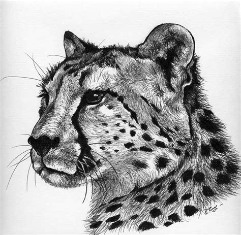 Pin by K Smith on cheetah tat | Cheetah drawing, Cheetah face, Cheetah ...