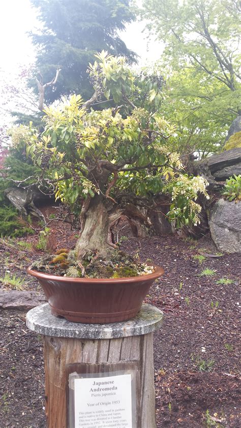 Pieris japonica Bonsai – Colorado Rocky Mountain Bonsai – Suiseki