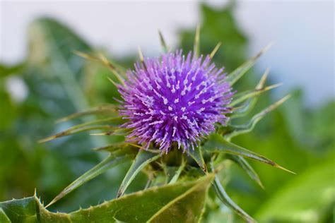 Milk Thistle: Care and Growing Guide