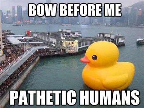 And no better duck: | Funny pictures, Duck memes, Very funny pictures