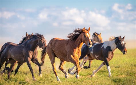 Mustang Horse: Breed Profile