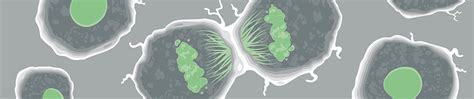 Cell proliferation: a complete guide | Abcam