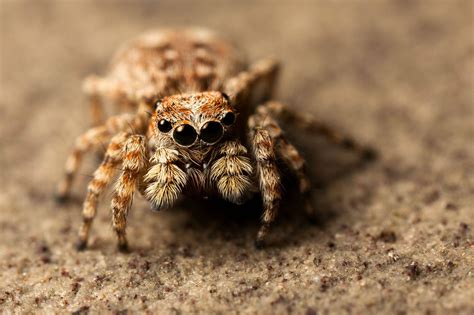 A cute little jumping spider (Salticidae). Athens, Ohio. [2742x1827][OC ...