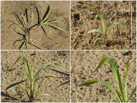 Identifying sub-tropical grass seedlings | Agriculture and Food