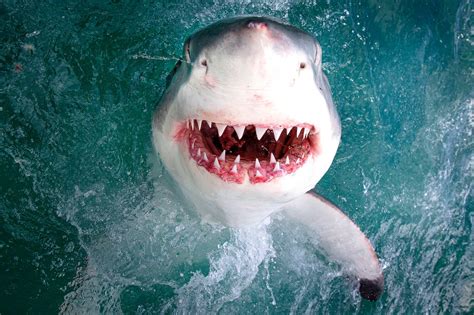 Smiling great white shark flashes teeth inches from camera