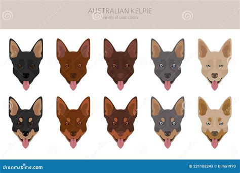 Australian Kelpie All Colours Clipart. Different Coat Colors and Poses ...