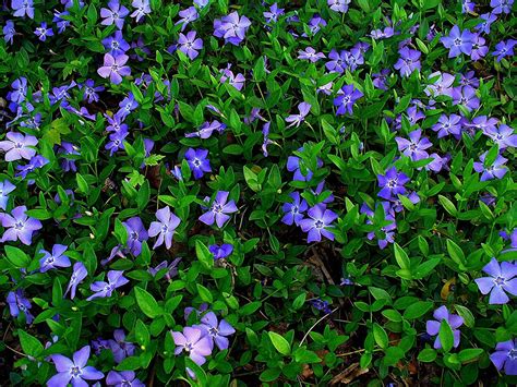 200 Creeping Myrtle Periwinkle Vinca Minor Vines Flowering Plants ...