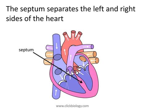 Structure Of The Septum In The Heart