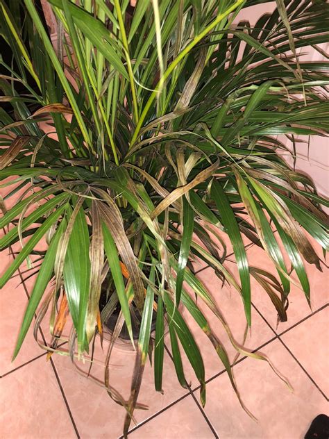 Yellow Spots On Areca Palm Leaves - Yellow leaves and brown leaf spots ...