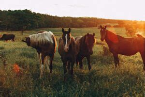 Mare in Heat: Signs and Behaviors Breeders Should Know - All About Horses