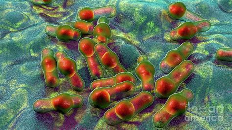 Clostridium Bacteria Photograph by Kateryna Kon/science Photo Library ...