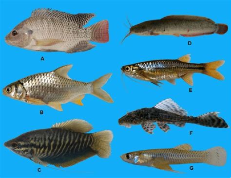 Introduced species collected from rice agroecosystem, (A) Oreochromis ...